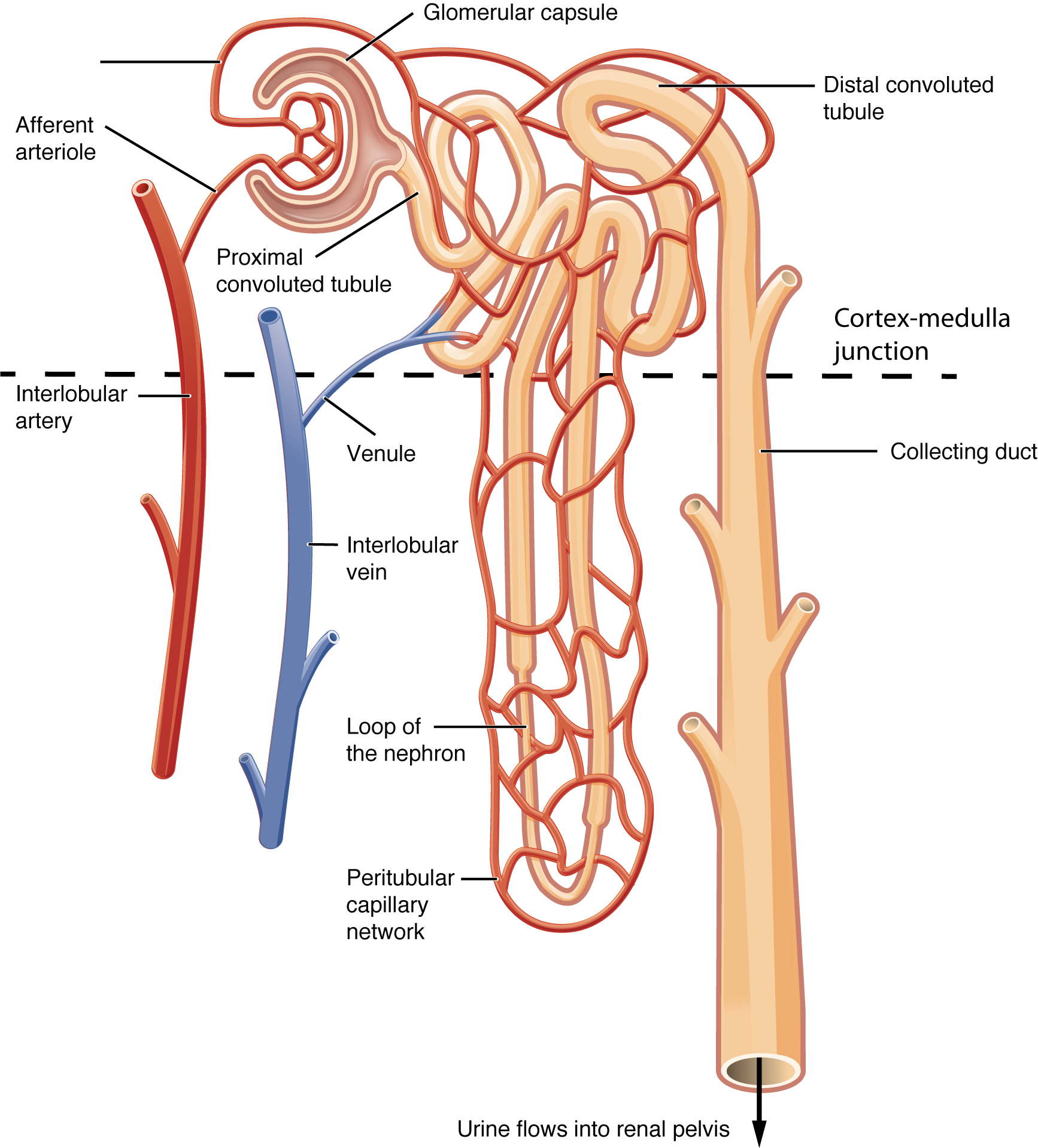 Advanced Renal Physiology